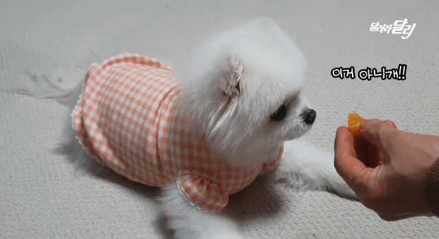 강아지도 양치 후 먹는 귤이 입에 쓸까? .gif | 인스티즈