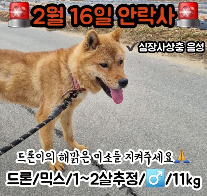 사람을 좋아하는 유기견 드론이는 내일 사람 손에 안락사 예정입니다ㅠㅠ | 인스티즈