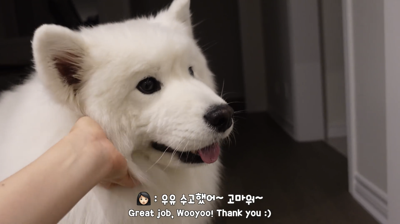 사모예드와 흔들리는 이 뽑는 법 | 인스티즈