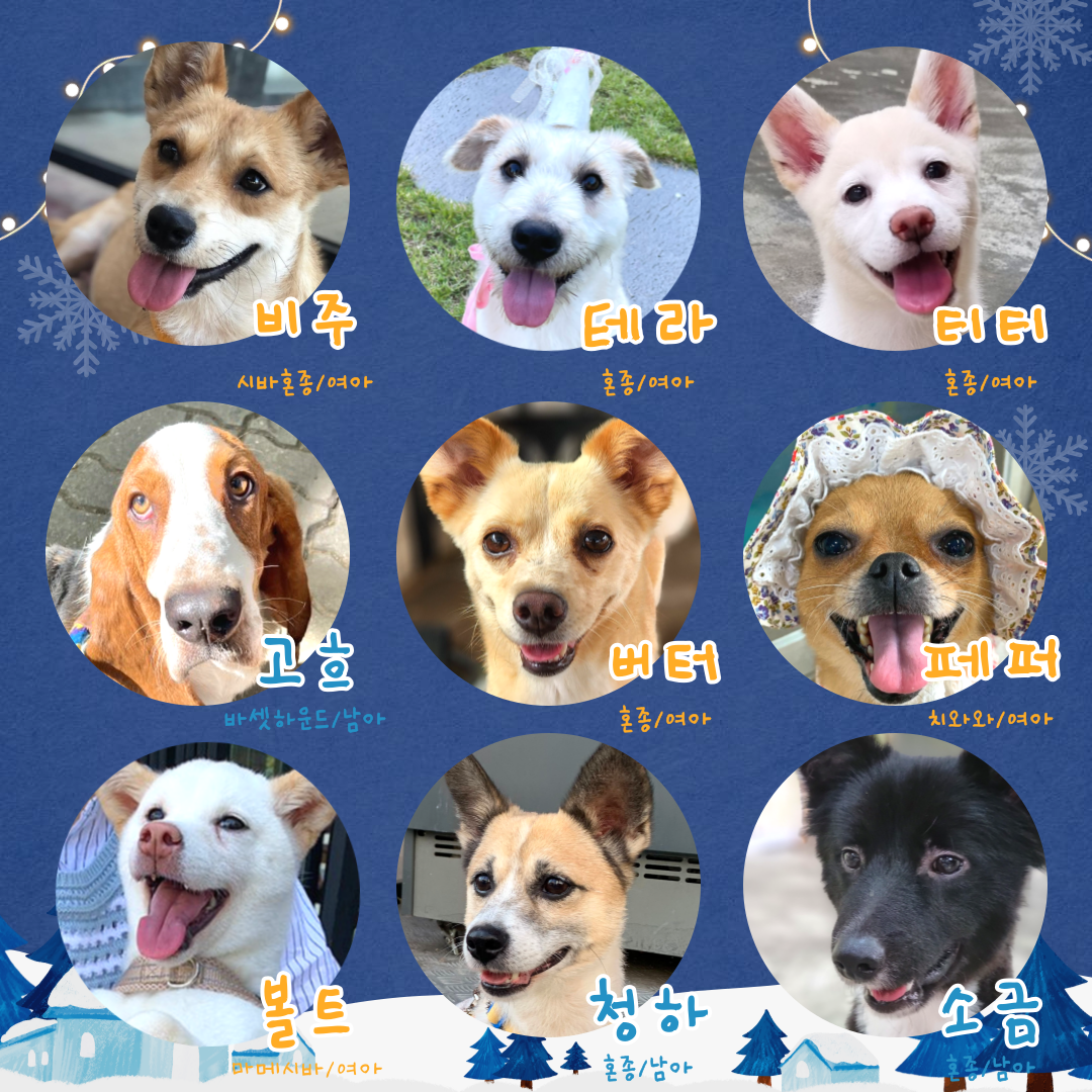 유기견 입양이나 장기임보가 어렵다면,, 3개월 단기임보 봉사는 어때? | 인스티즈