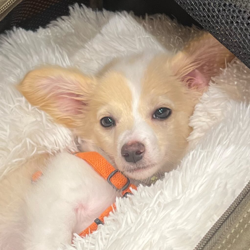 동물 구호 단체에서 유기견 입양한 행맨 | 인스티즈