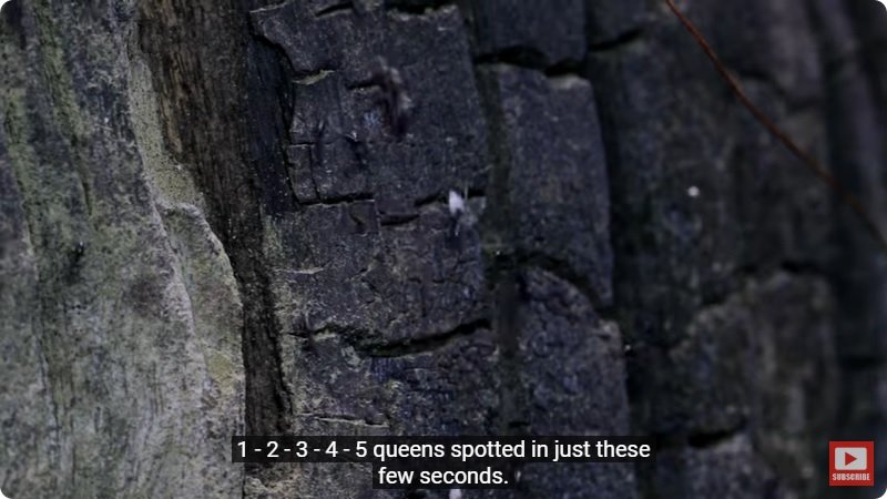 거대한 수조에 열대우림 환경을 조성해놓으면 생기는 일 - 4 | 인스티즈