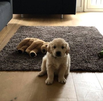 애착인형을 너무나도 좋아하는 댕댕이래... | 인스티즈