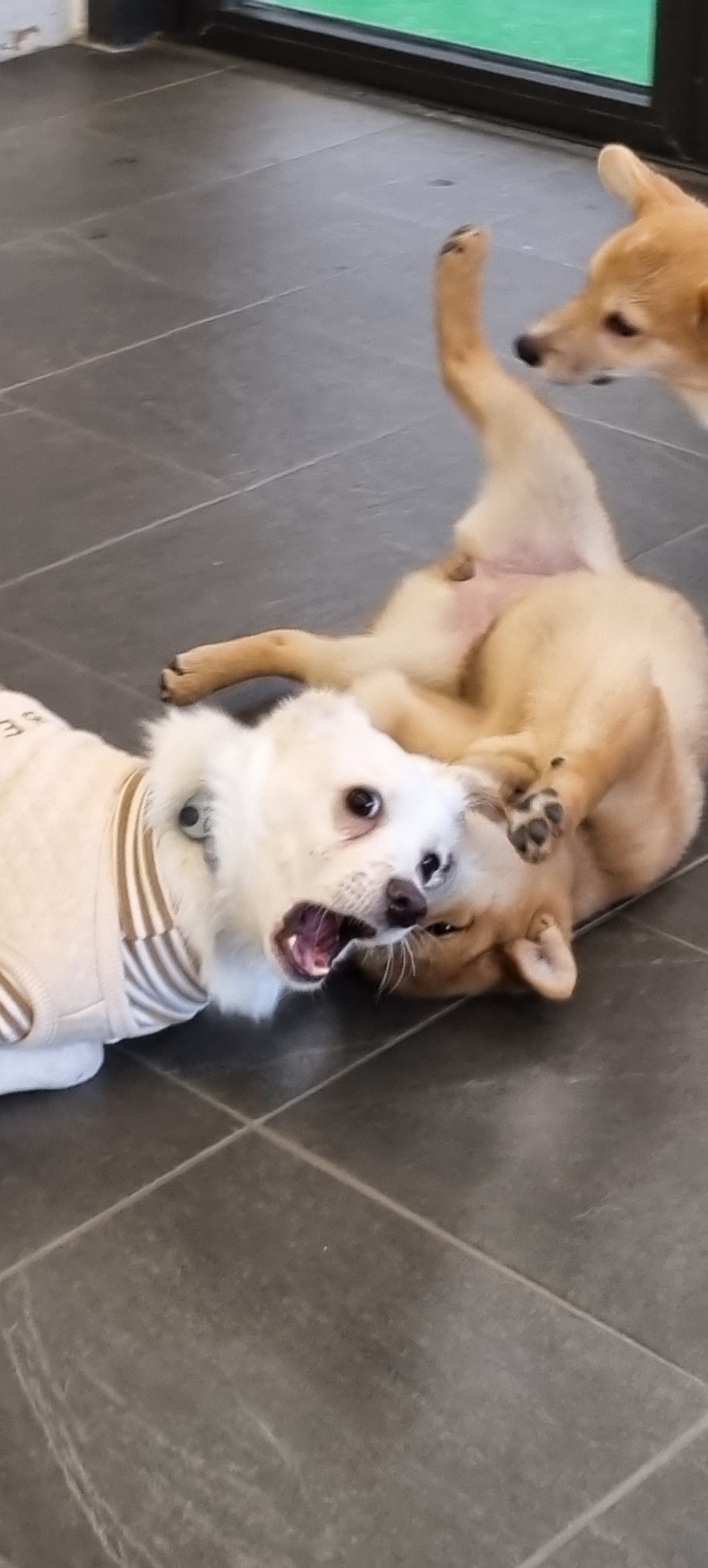 인간인 나보다 표정이 다양한 강쥐.. | 인스티즈