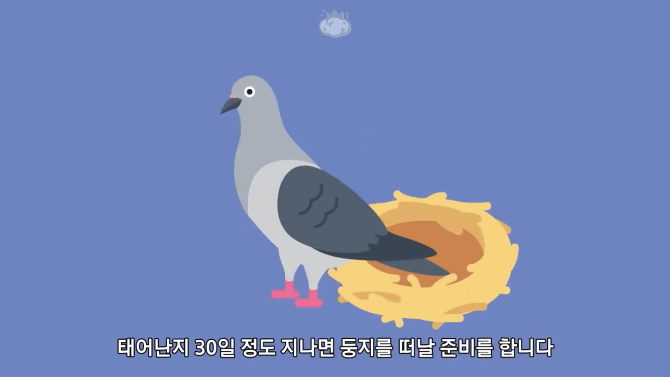 거리에 비둘기가 이렇게 많은데 왜 새끼 비둘기는 안 보일까? | 인스티즈