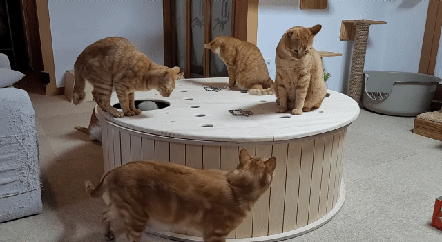 해괴한 고양이 장난감을 만들어낸 오늘자 매탈남.. jpg | 인스티즈