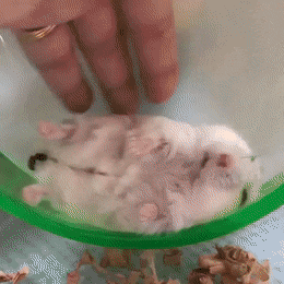 누워서 똥싸는 햄스터.gif | 인스티즈