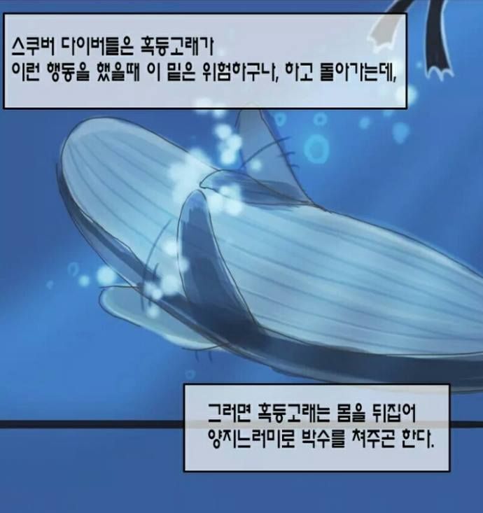 혹등고래가 바다의 천사라 불리는 이유.jpg | 인스티즈
