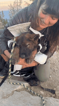 생애 첫 등산으로 떡실신한 댕댕이.gif | 인스티즈
