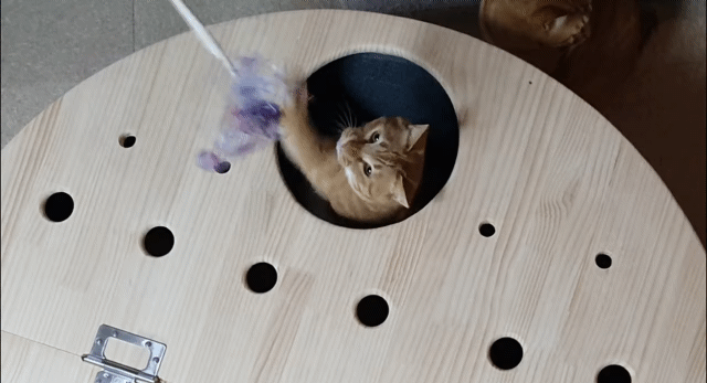 해괴한 고양이 장난감을 만들어낸 오늘자 매탈남.. jpg | 인스티즈