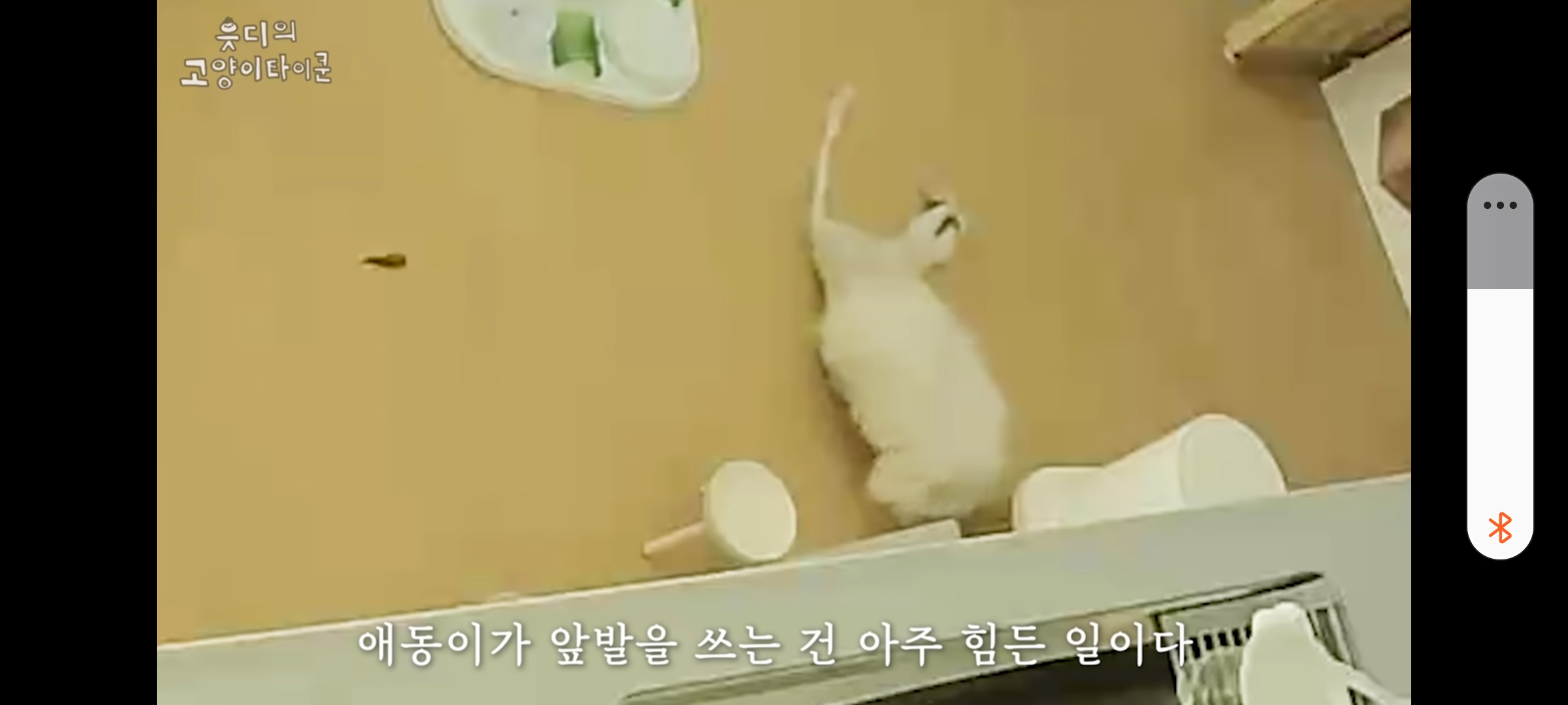 cctv보고 오열😭 응가실수하고 혼자 치우려는 고양이 | 인스티즈