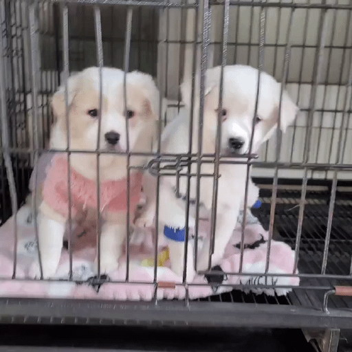 (입양처 구함/10kg 미만) 너무 예뻐서 돌아버리겠는 꼬물이 3자매들 | 인스티즈