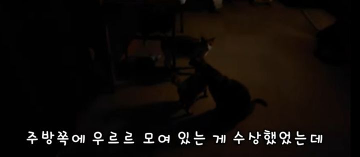 [매탈남] 고양이가 틈이 없는 샷시문을 여는 방법 | 인스티즈