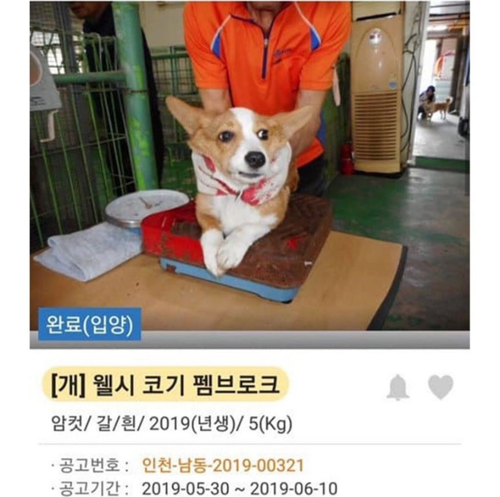 댕댕이 입양 전,후 사진 | 인스티즈