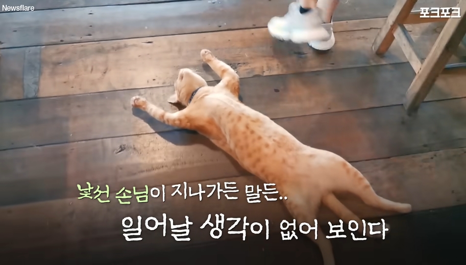 북적이는 식당 한가운데서 '드르렁' 자는 고양이🐈 | 인스티즈