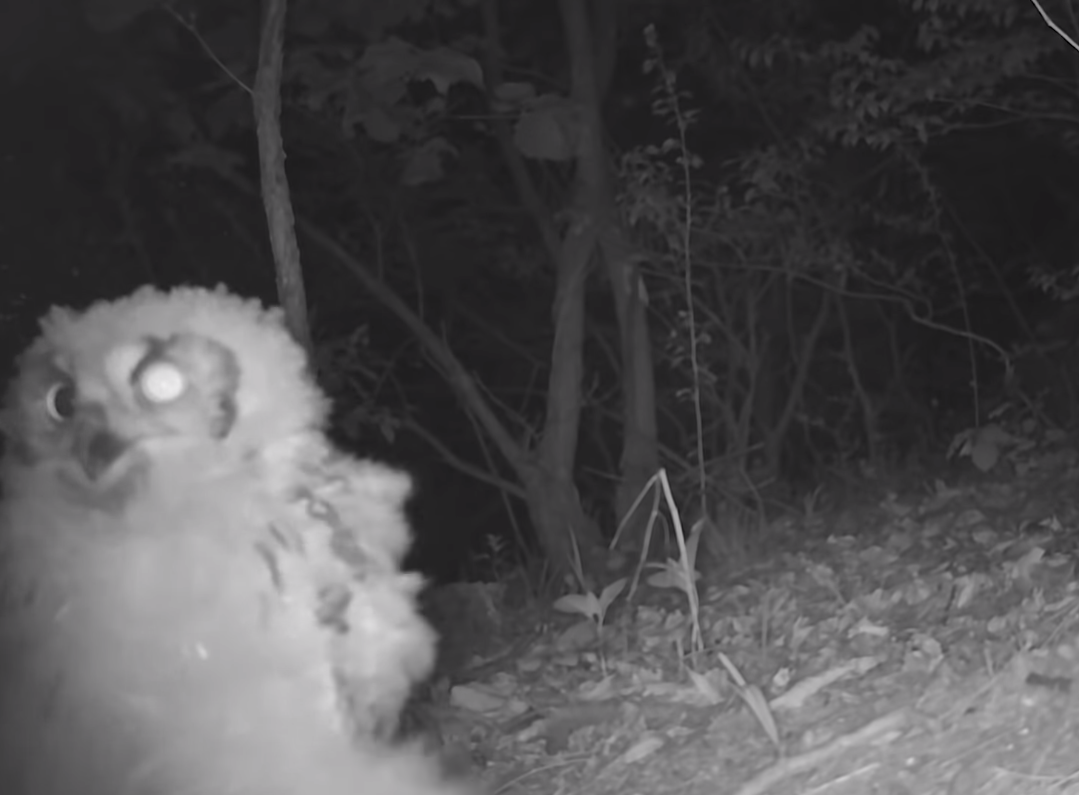 60일간의 방치한 카메라에 찍힌 산 속 동물들 | 인스티즈