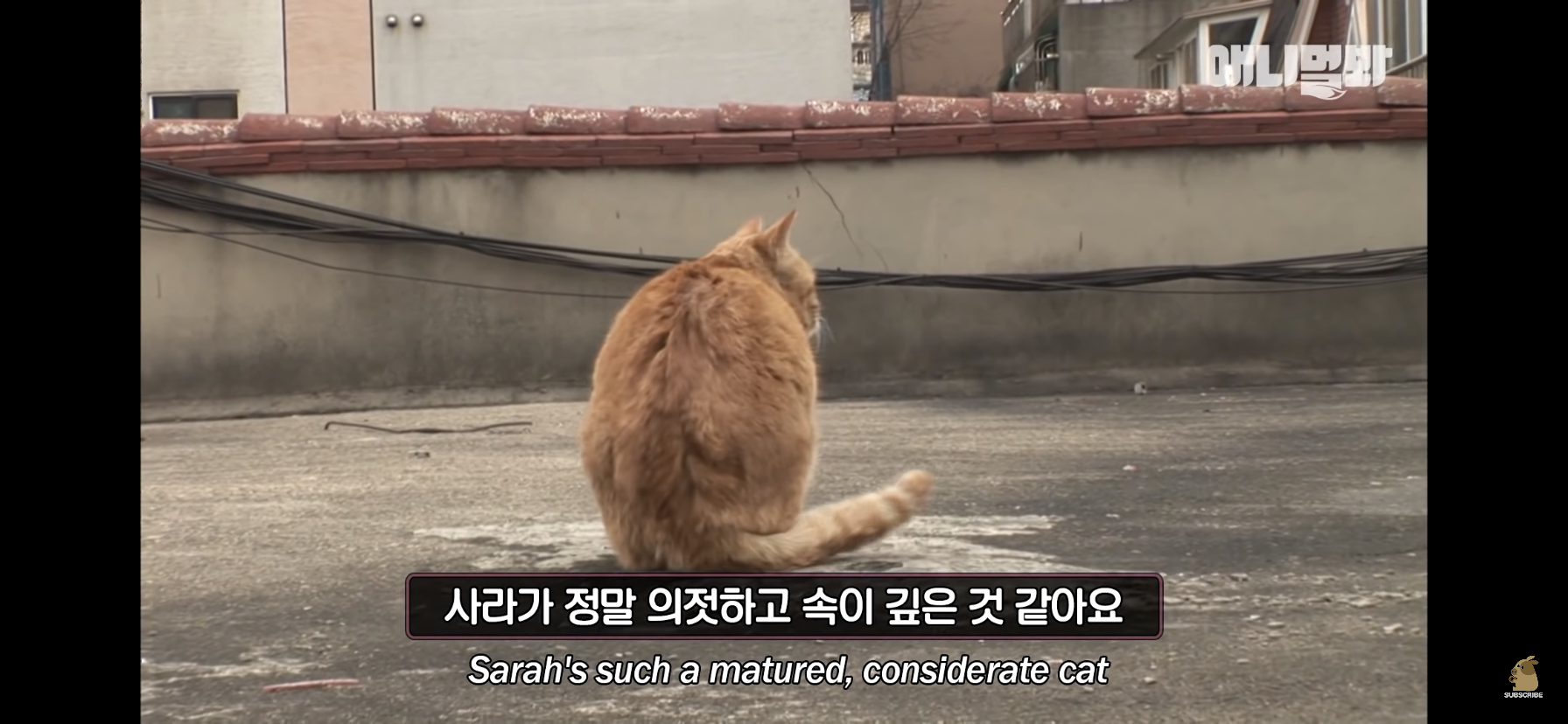 길고양이 목에 쪽지를 달자 생긴 영화같은 일 | 인스티즈