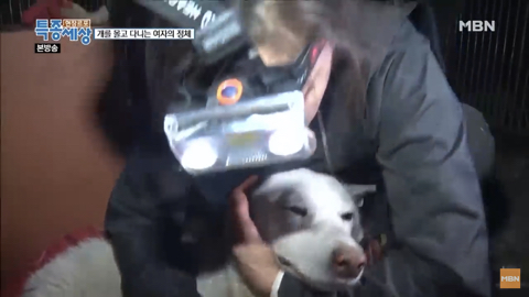 당신이 버린 강아지는 어떻게 되었을까 | 인스티즈