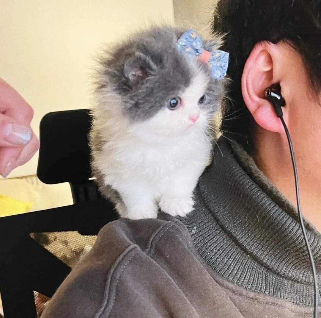 디스코드 하고 있으면 몰래 도청하고 같이 웃음 | 인스티즈