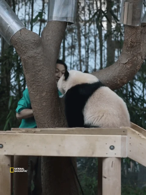 후이바오🐼 킹받게 놀리는 송바오 | 인스티즈