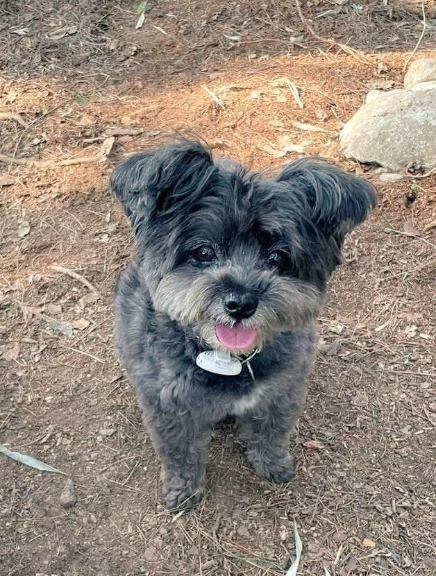 문토리 견상변화(유기견이 사랑받고 자라면 생기는 일) | 인스티즈