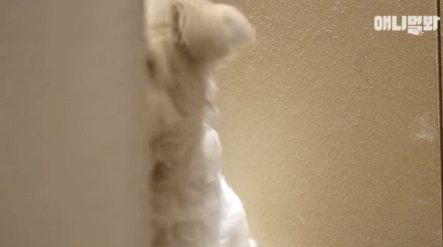 수줍음이 많은 강아지가 사람을 좋아하는 법 | 인스티즈