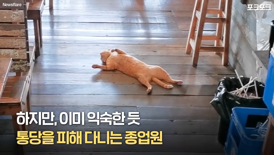 북적이는 식당 한가운데서 '드르렁' 자는 고양이🐈 | 인스티즈