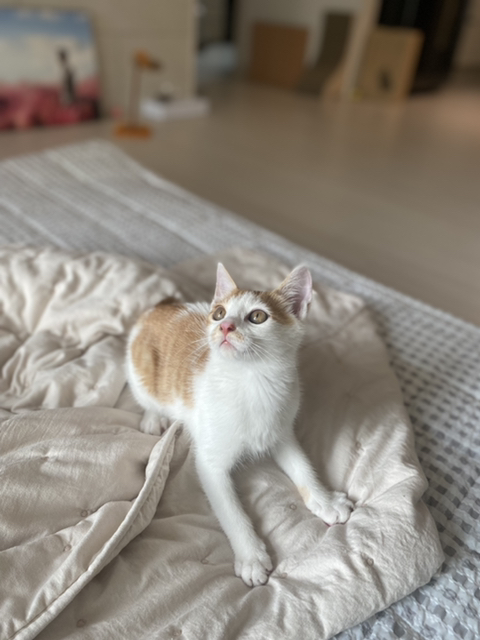 냥줍한지 한달 된 우리 고양이 보고가~!~! | 인스티즈