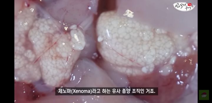 아귀 알인줄 알았는데 알고보니 기생충?.youtube | 인스티즈
