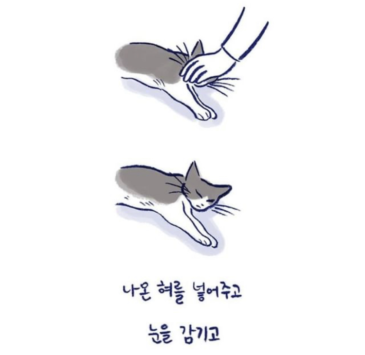 반려동물을 떠나보낸다는 것 | 인스티즈