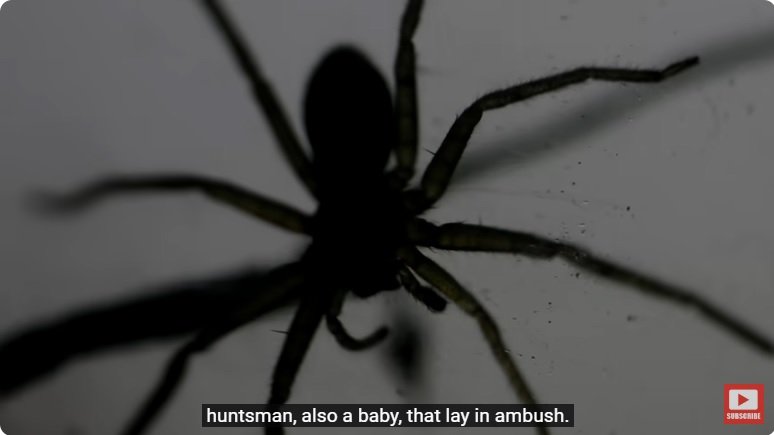 거대한 수조에 열대우림 환경을 조성해놓으면 생기는 일 - 2 | 인스티즈