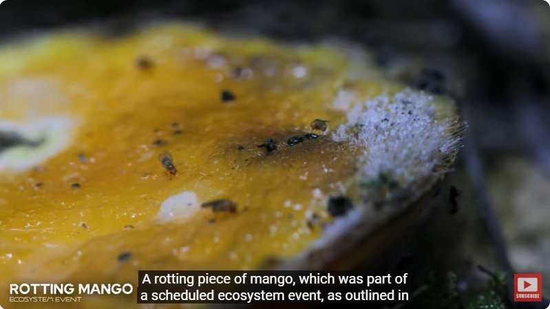 거대한 수조에 열대우림 환경을 조성해놓으면 생기는 일 - 4 | 인스티즈