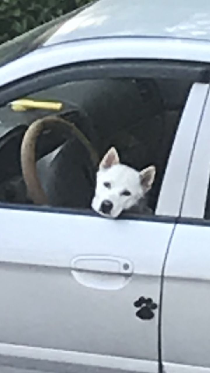 우리집 개 자는거 보실분? | 인스티즈