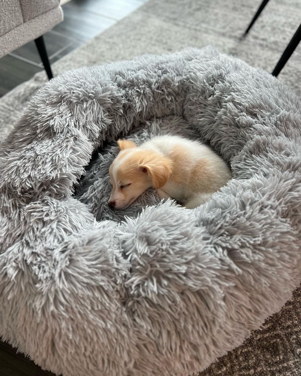 동물 구호 단체에서 유기견 입양한 행맨 | 인스티즈