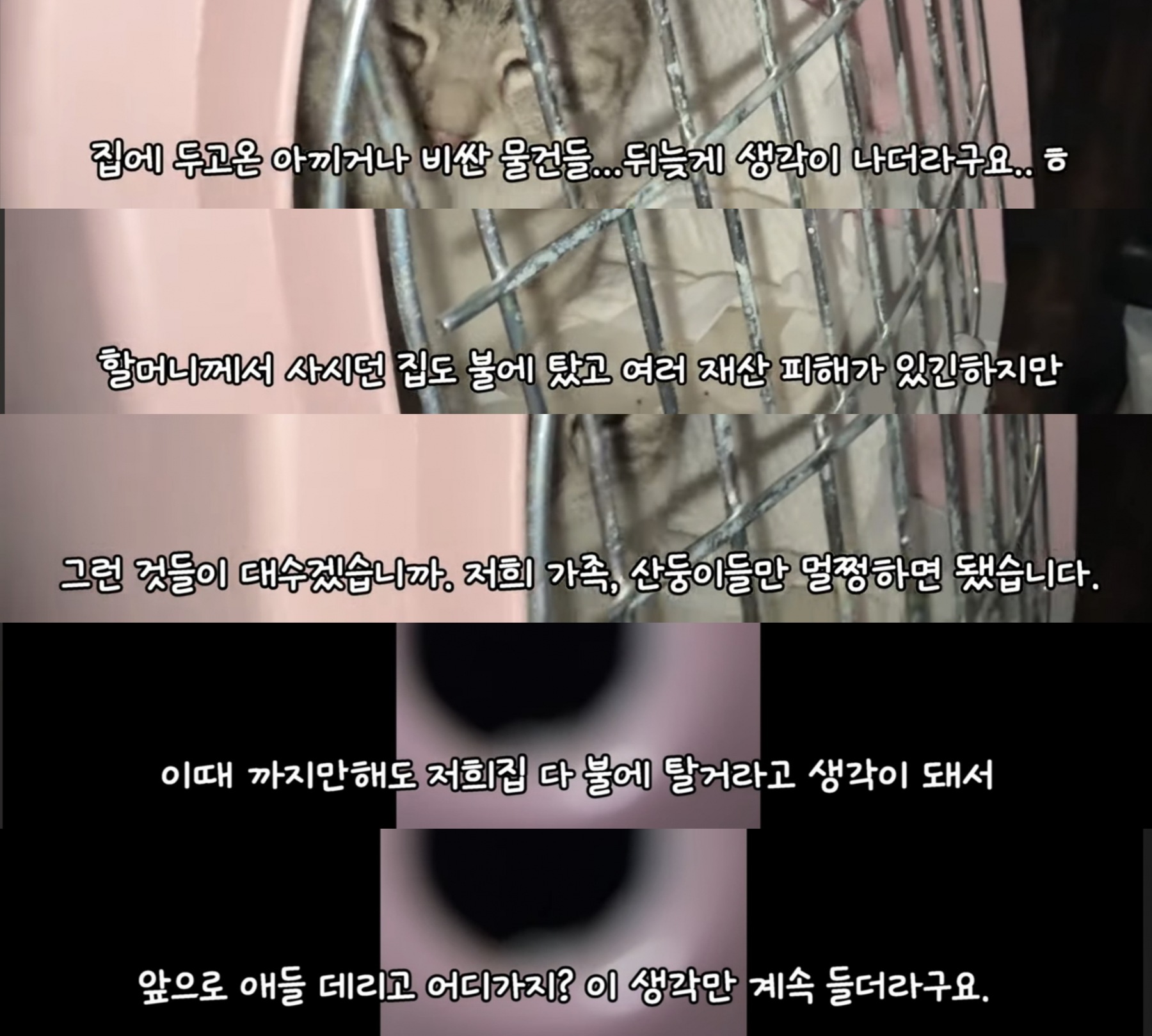 산불때문에 고양이 16마리와 대피한 유튜버 | 인스티즈