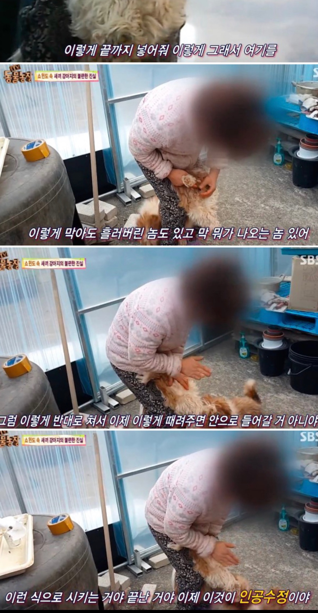 요즘 인기 많은 말티푸, 말티슈 하이브리드 강아지들 만드는 실제 방법...jpg | 인스티즈