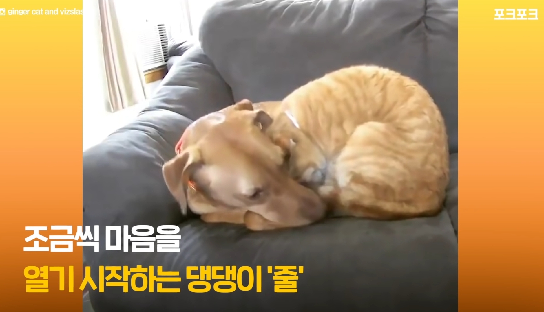 주인없을때 불안해 하는 강아지를 달래주는 고양이🥹 | 인스티즈