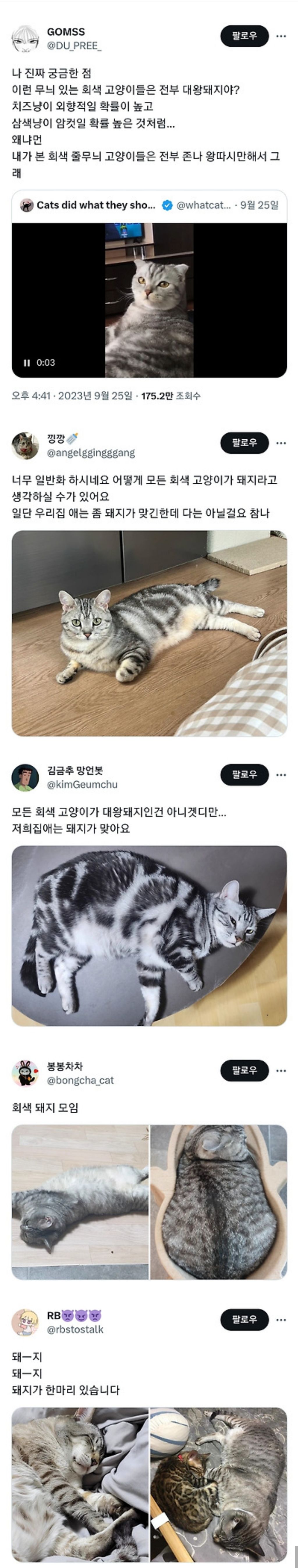 회색 줄무늬 고양이들은 전부 대왕돼지야? | 인스티즈