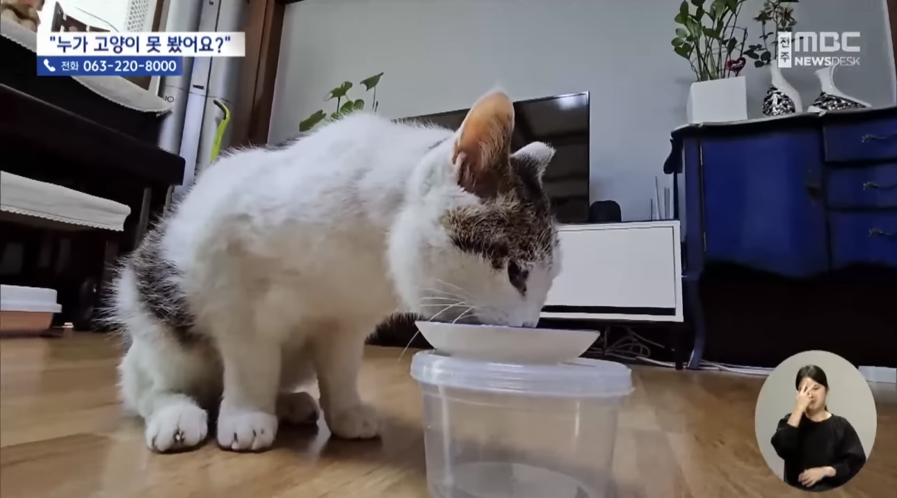 '눈먼 길고양이' 구조작전.. 훈훈한 쪽지 릴레이 | 인스티즈