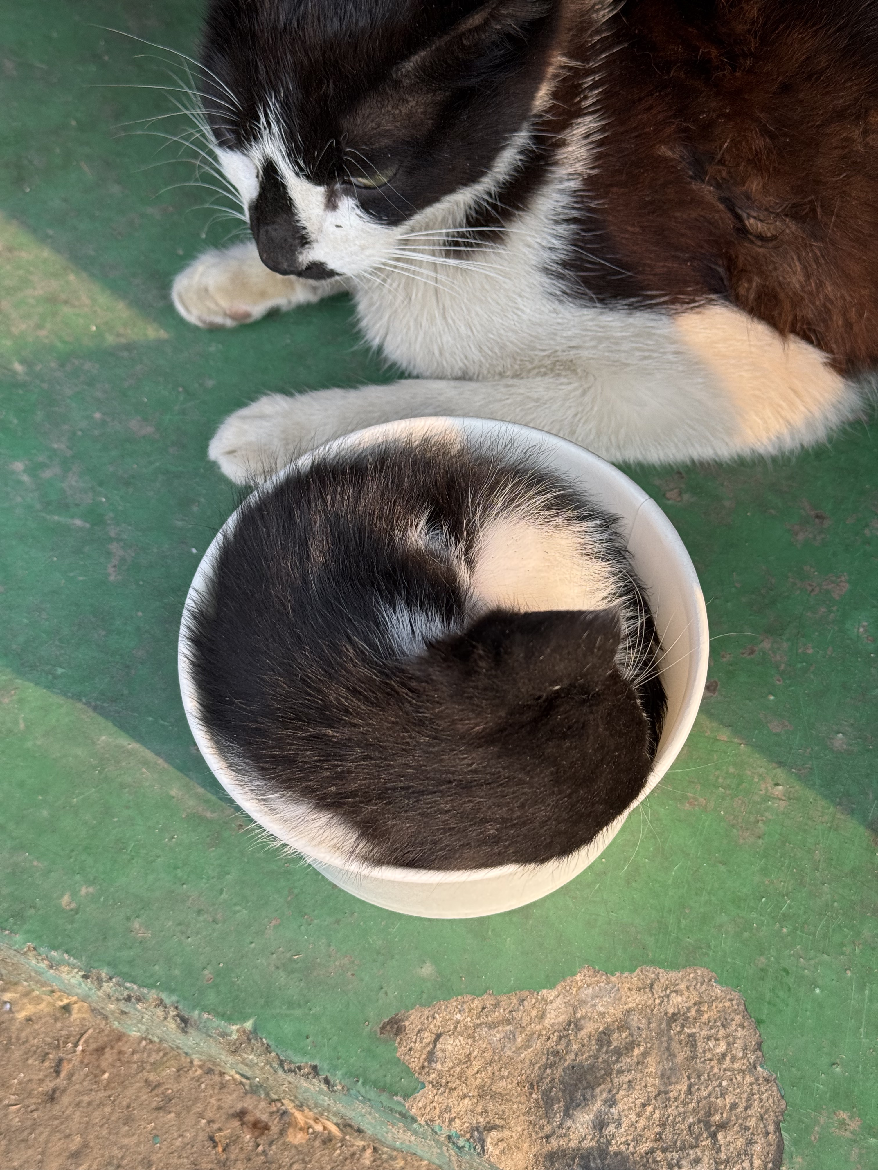 공장 고양 낳았는데 이거 봐... | 인스티즈