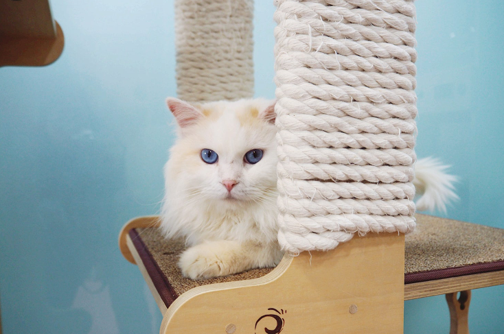 강아지 입양하고 가! 구경도 괜찮아! | 인스티즈