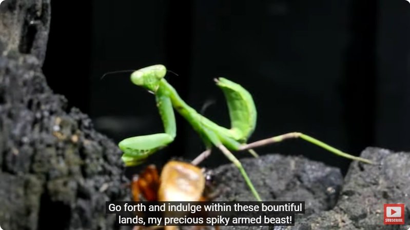 거대한 수조에 열대우림 환경을 조성해놓으면 생기는 일 - 4 | 인스티즈