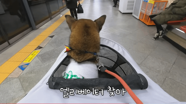 댕카 타고 지하철 타는 댕댕이.gif | 인스티즈