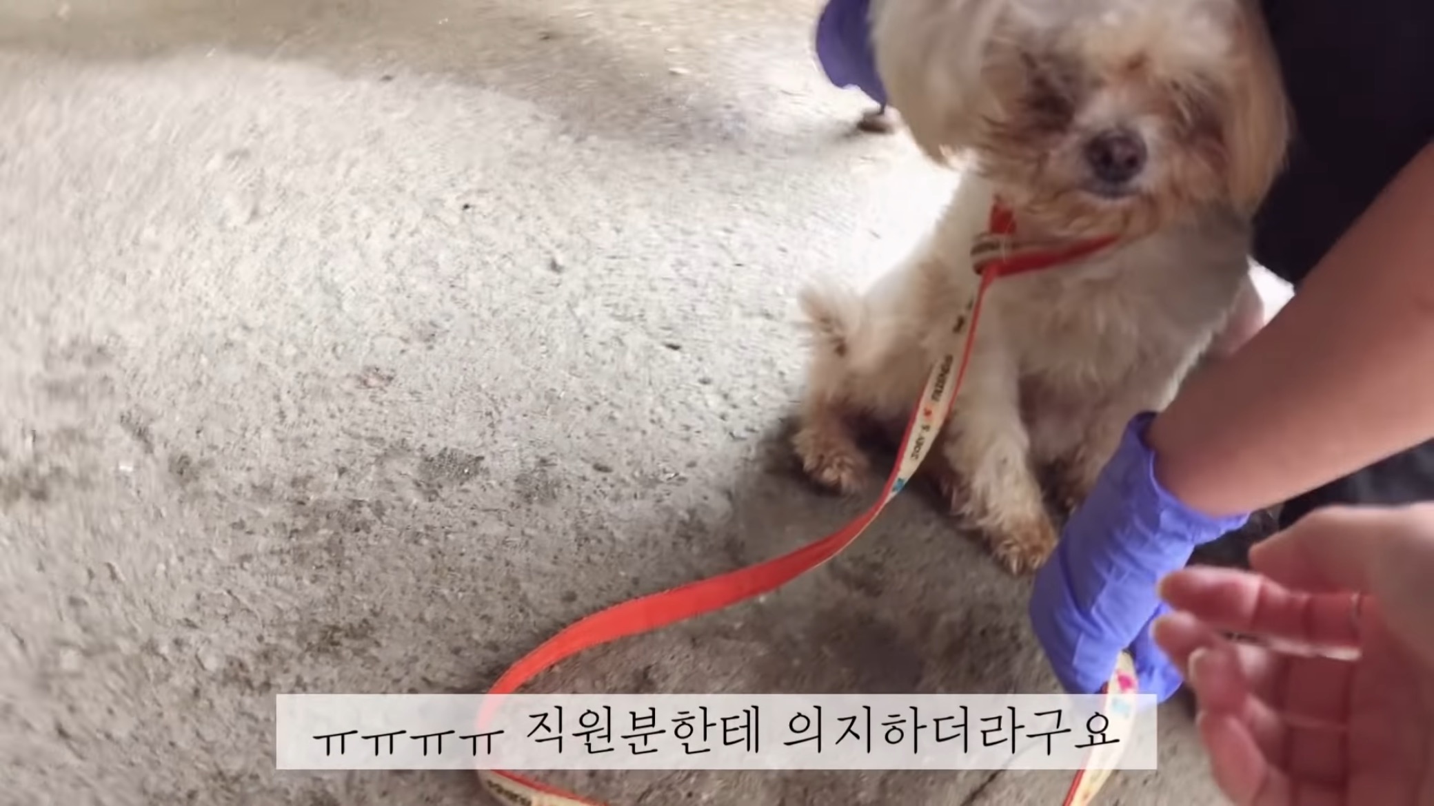 "공고번호 411번" 강아지가 입양되기 전 후 모습.jpgif | 인스티즈