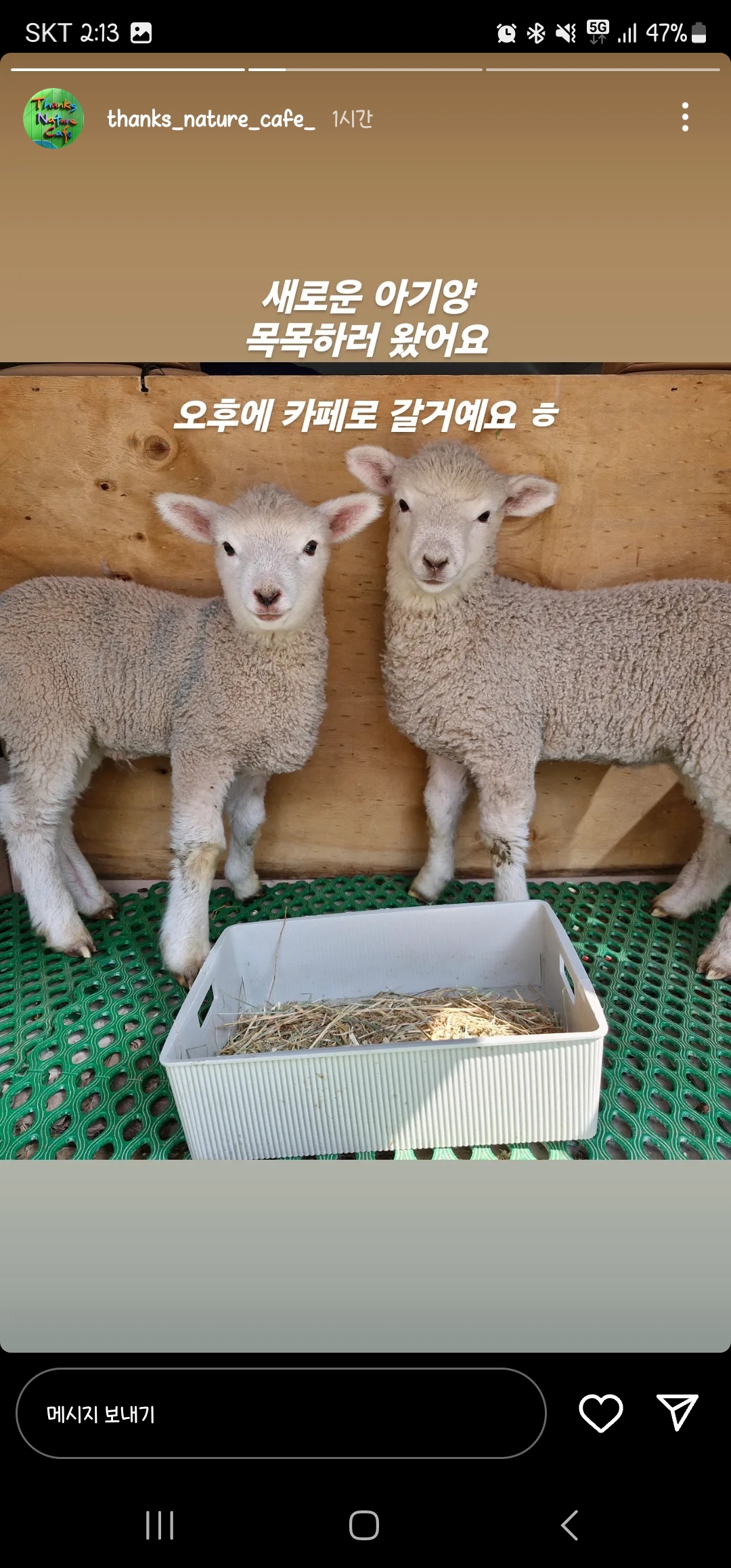 NEW) 홍대 양카페 새로운 양 친구들 🐑 | 인스티즈