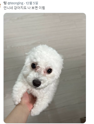 반가우면 민머리 되는 강쥐들 | 인스티즈