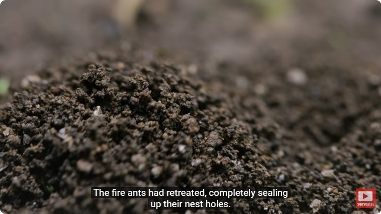 거대한 수조에 열대우림 환경을 조성해놓으면 생기는 일 | 인스티즈