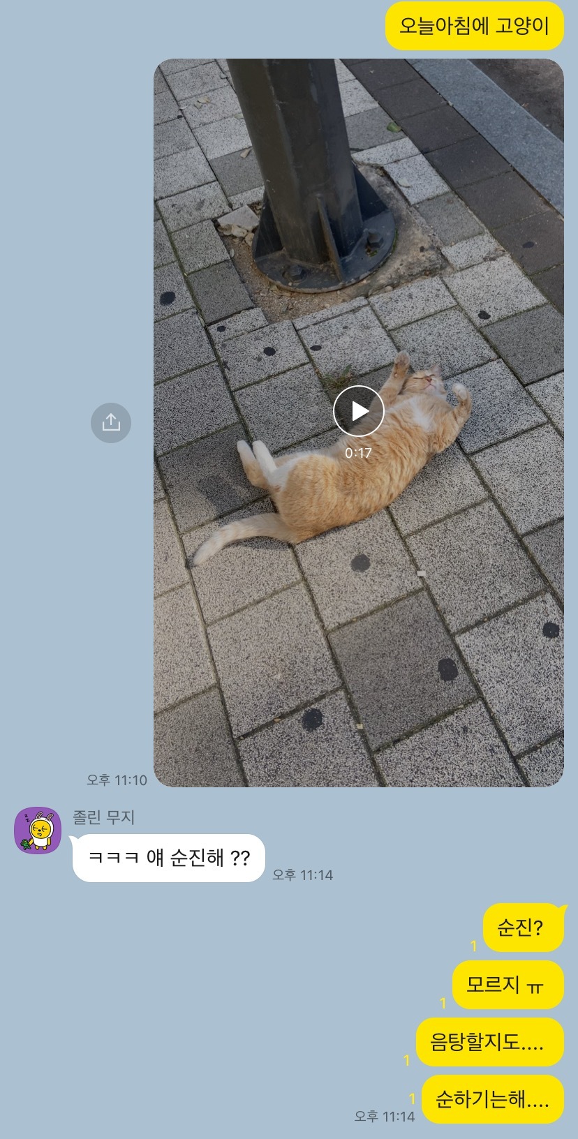 고양이보고 순진하냐고 묻는 사람음 첨보넴ㅜ | 인스티즈