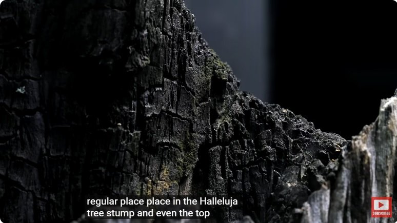 거대한 수조에 열대우림 환경을 조성해놓으면 생기는 일 - 3 | 인스티즈