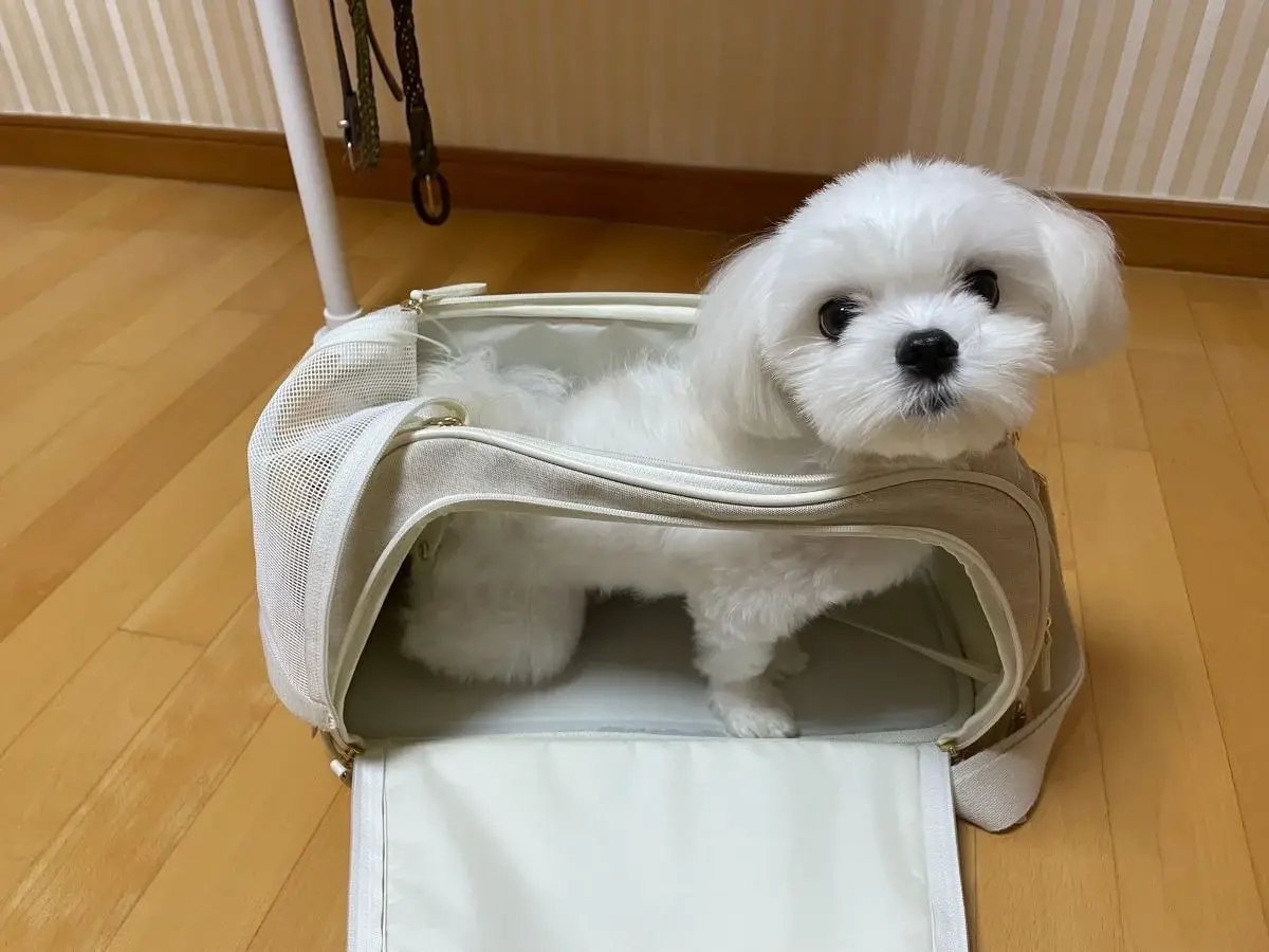 강아지 이동 가방 광고 받았는데 대참사.twt | 인스티즈